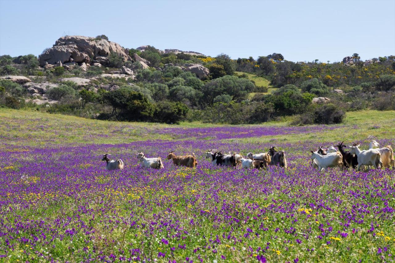 Agriturismo Lu Branu Arzachena Buitenkant foto